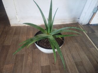 Aloe vera plants