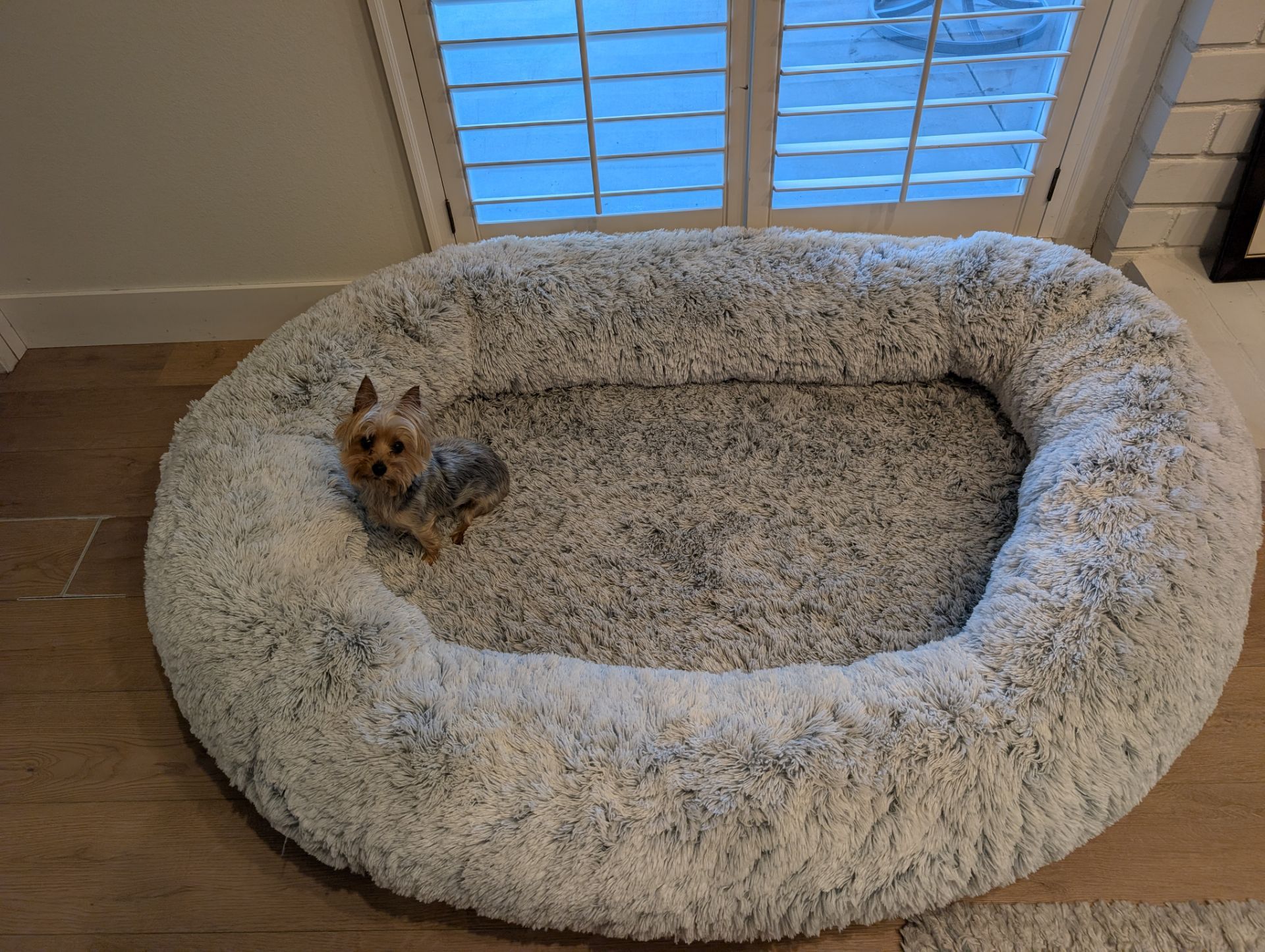 Human Sized Extra Large Dog Bed
