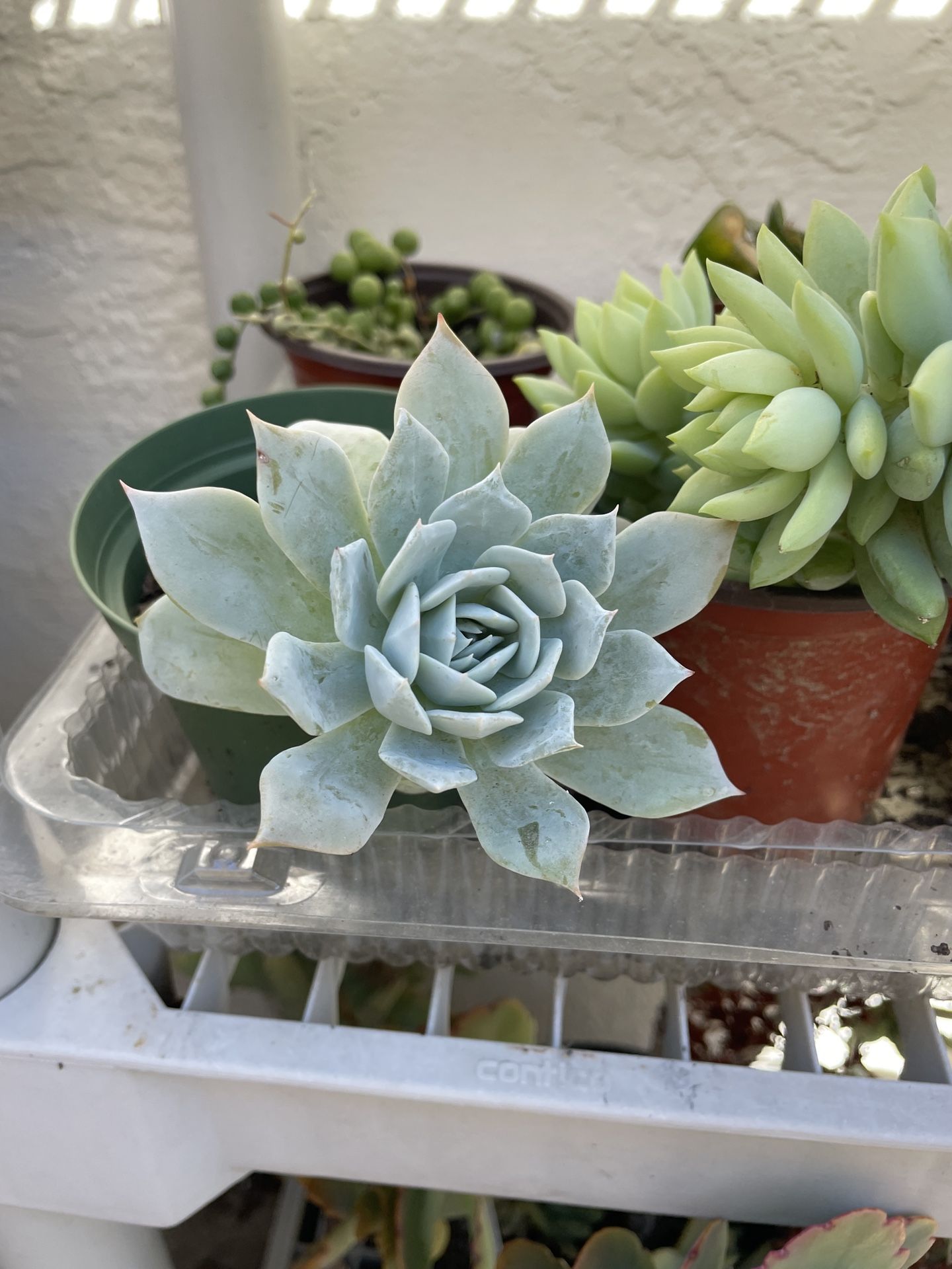 4in Pot Echeveria Succulent