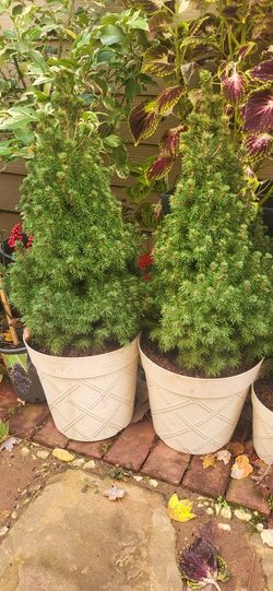 2.25gal Dwarf Alberta Conica $15 EACH