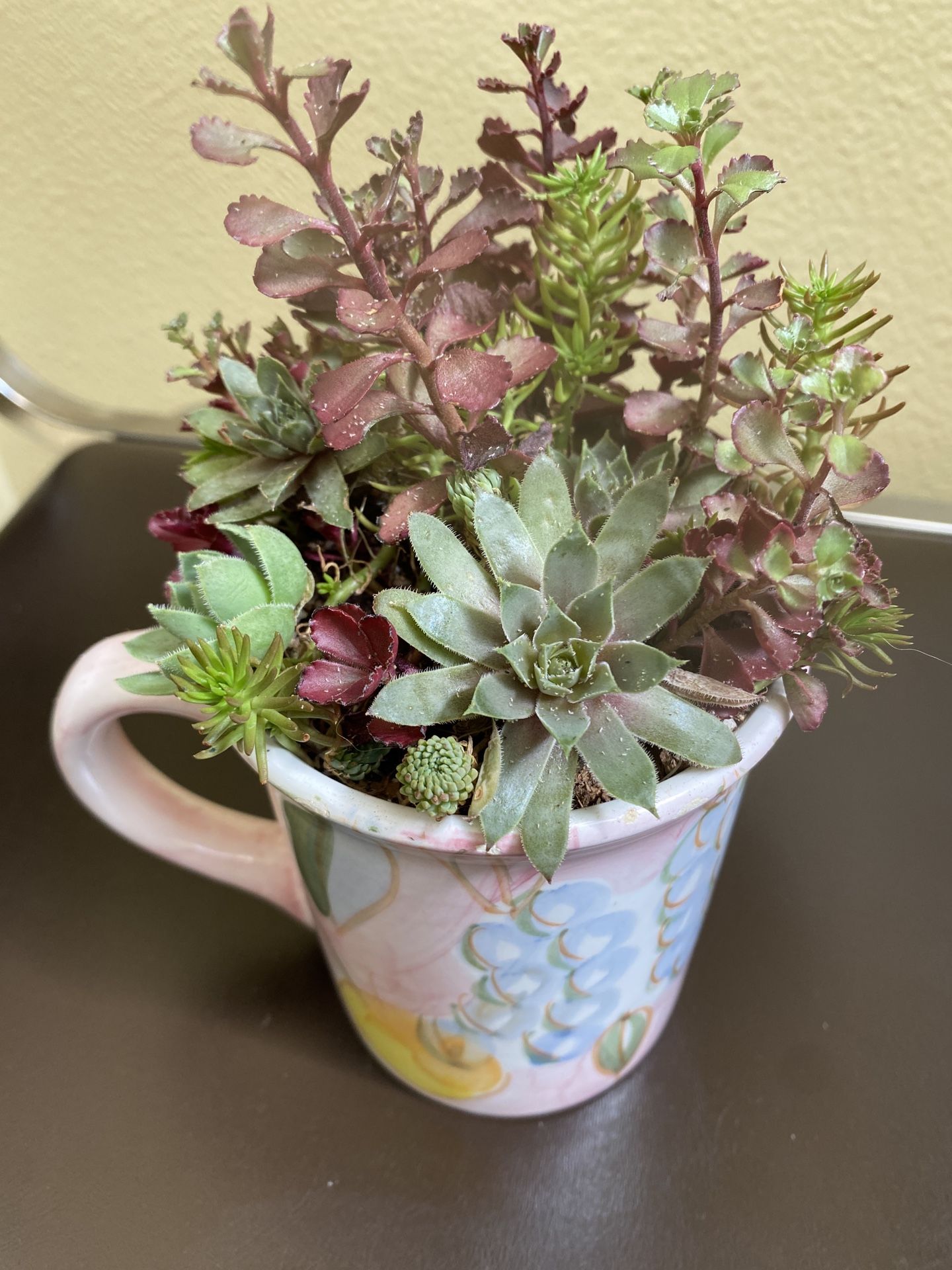 Homemade Real Succulents