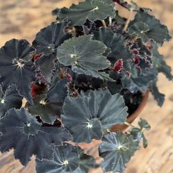 Begonia Black Mambo 