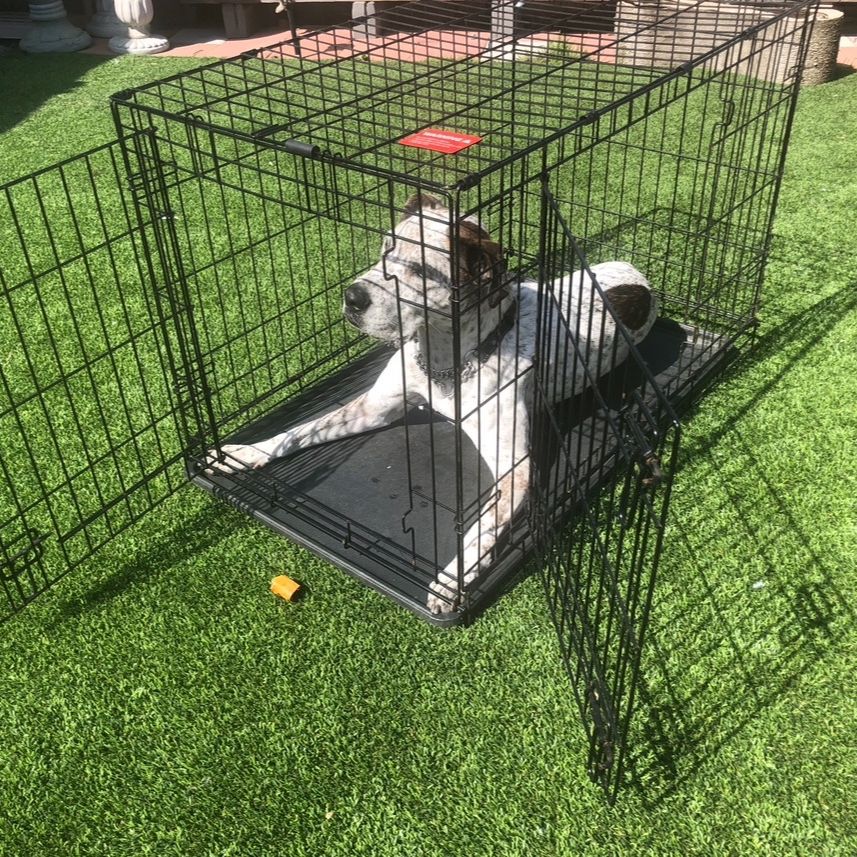 used 3xl dog crate