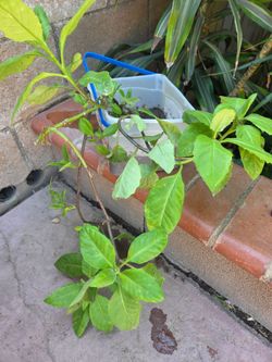 Insulina Plant Medesinal