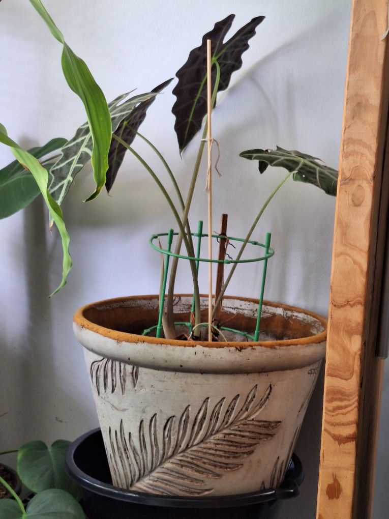 3 House Plants