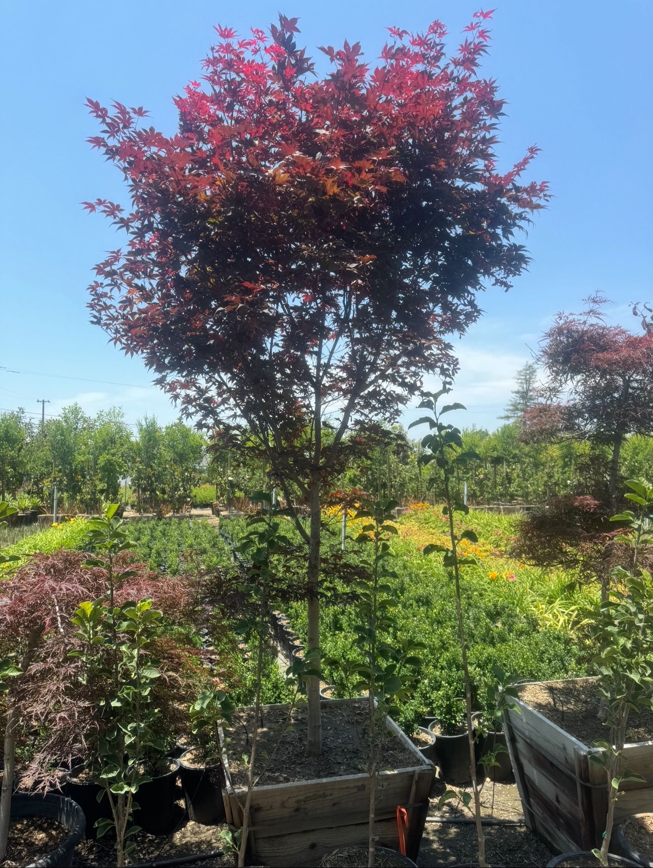 Bloodgood Japanese Maple Tree