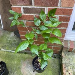 Parijat/ Haraingar/ Suili/ Coral jasmine plant 25-28 Inches  tall