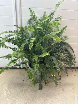 Boston Fern Plant