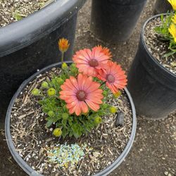 African Daisies