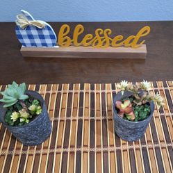 Set Of Two Varieties Of Succulents 