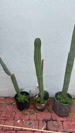 Cactus