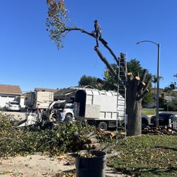 🌳Tree Trimming🌳Stump Grinding