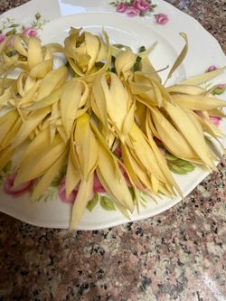 Magnolia flowers ( Hoa Ngọc Lan trắng )