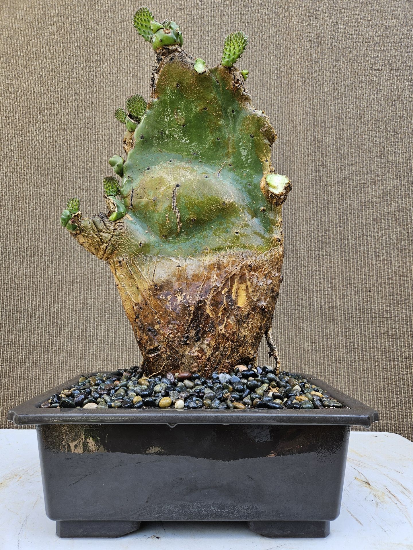 sabina bonsai Bonsai juniperus sabina – Ikigai Bonsai main image 0
