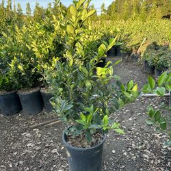 Ligustrum Waxleaf Privets