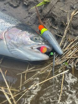 Soft Beads For Salmon/Steelhead Fishing for Sale in Tacoma, WA - OfferUp