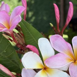 Plumeria Plants