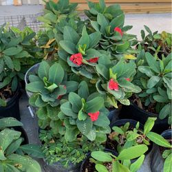 Corona De Cristo Plant 