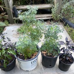 Ruda/Rue Plants For Sale