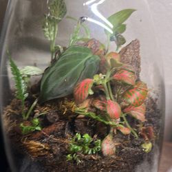 Planted Jars 