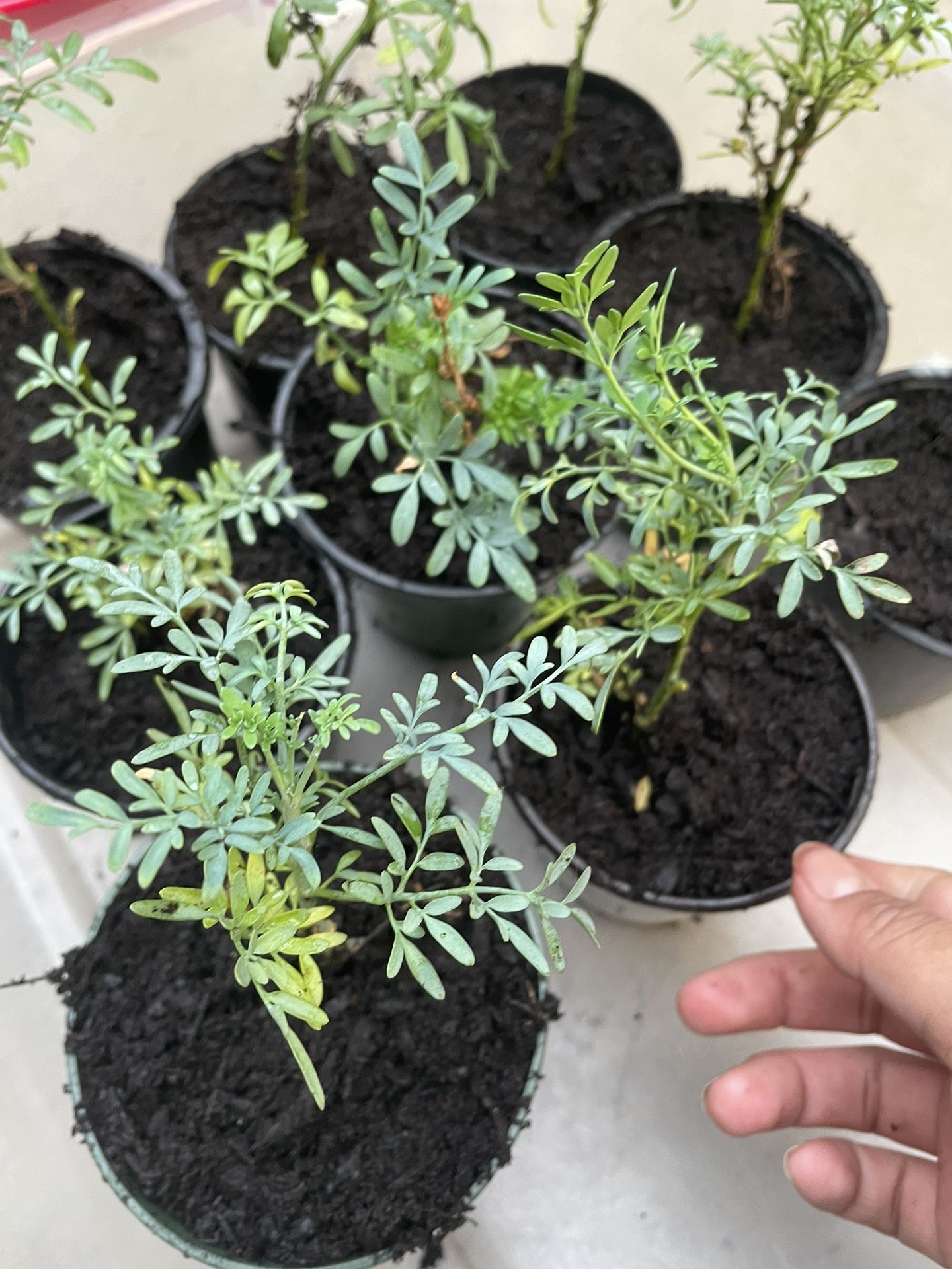 Ruda original/ Herb of grace / rue  Mexican herb starts $6 Each