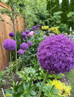 Allium Ambassador bulbs