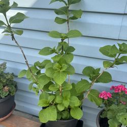 hydrangea Plant Perennial