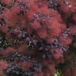 Smoke Tree Starts