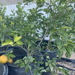 Citrus, Apples, Plums, Nectarines 