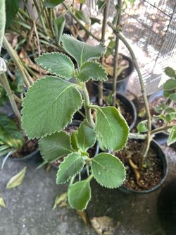 Oregano cuvano