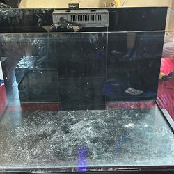 Fish Tank 
