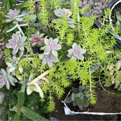 Hanging, Upright & Crawling Multiple Various Kinds Of Arrangements In A-gallon-ceramic- Pots Available