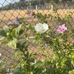 Árbol  de Tulipán , flores Blanco Y Morado Lila Mide Como 5 Pies De Alto Sin La Maceta