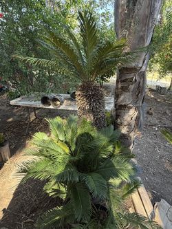 Palm Tree