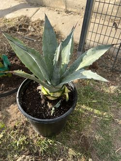 Agave Plants