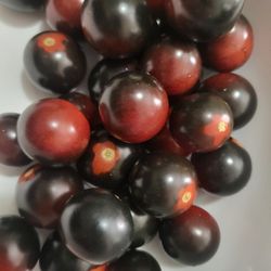 Rare Organic Midnight Snack Tomato Plants And Seeds! 2026 SEASON EARLY RELEASE! Available Now! 