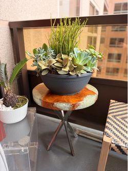 Live Edge Resin Side Table + Large Succulent Plant Outdoor Statement Piece Set
