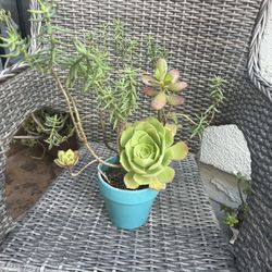 Cute Succulent On A Blue Ceramic