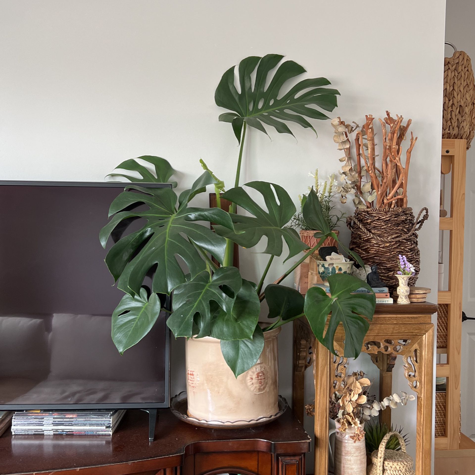 Monstera Plant With Pot 