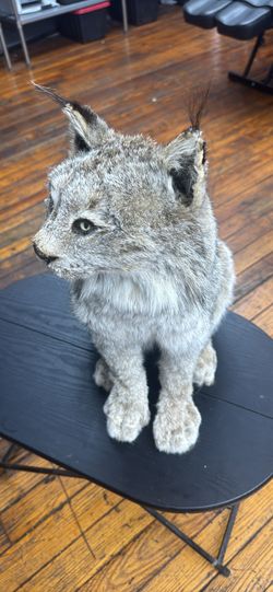 Canadian Lynx Taxidermy Full Body Mount