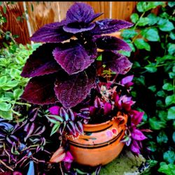 Beautiful Ornamental Plant 🪴