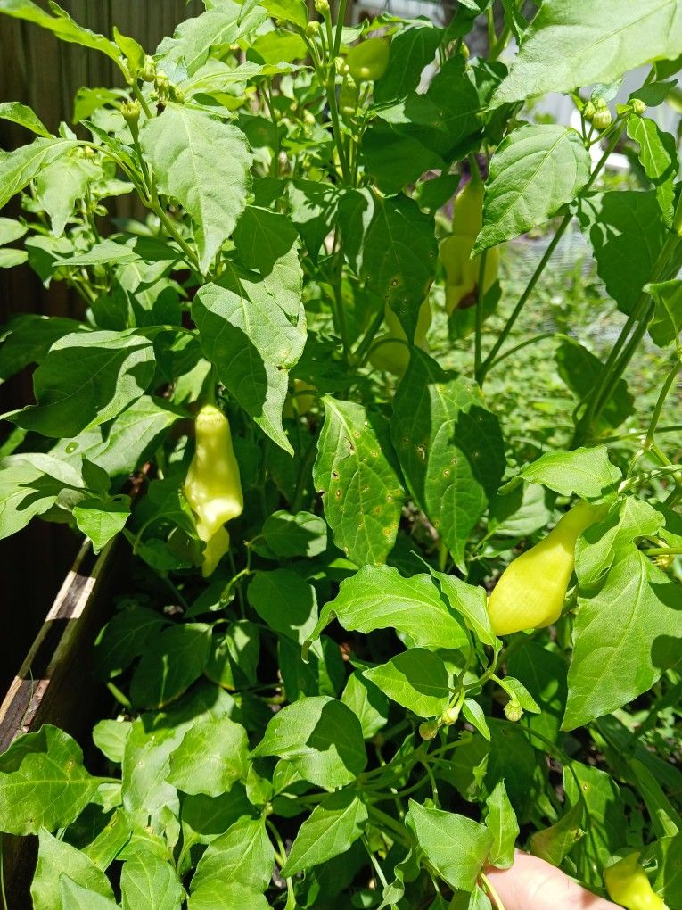 Pepper Plants