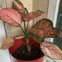 Pink Leaf Plant