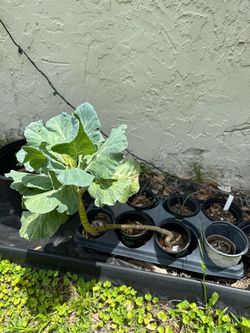 Collard Plant