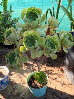 Suculenta planta