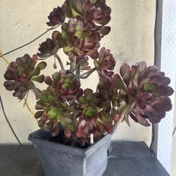 Succulent 
