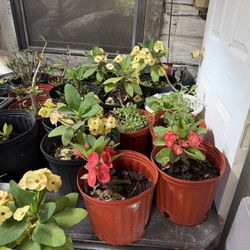 Crown Of Thorns/Corona De Cristo