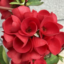 Corona De Cristo, Red Roses