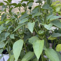 Organic Non GMO Hot Cherry Pepper Plants With Fruits Already