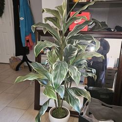 Artificial Houseplant 